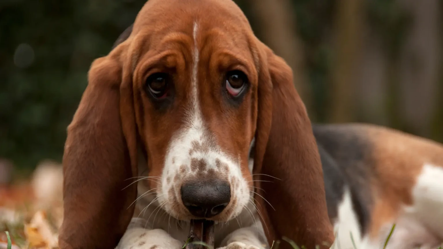 8 chiens qui ressentent le plus l’absence de leur maître selon les comportementalistes
