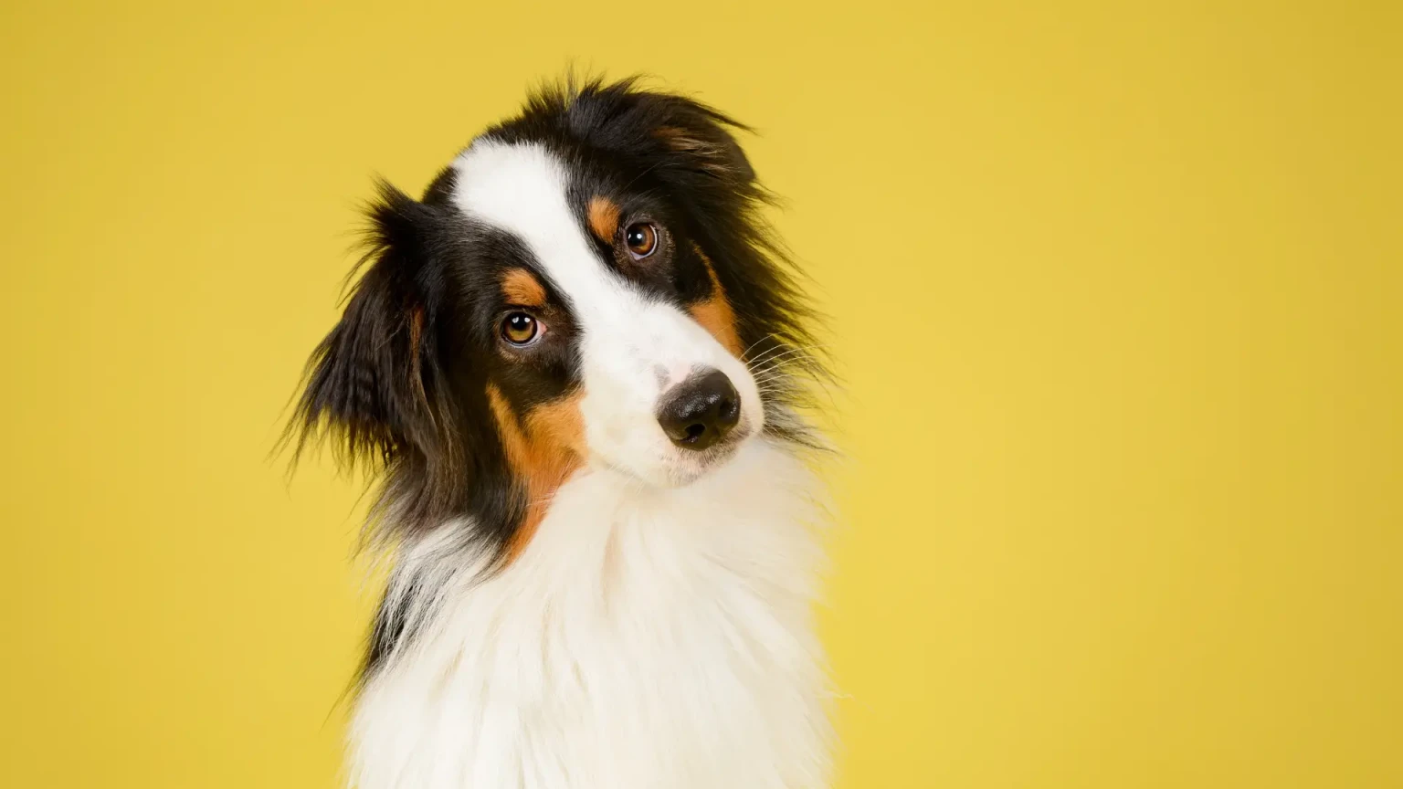 Quelle race de chien est considérée par certains comme la plus belle au monde ?
