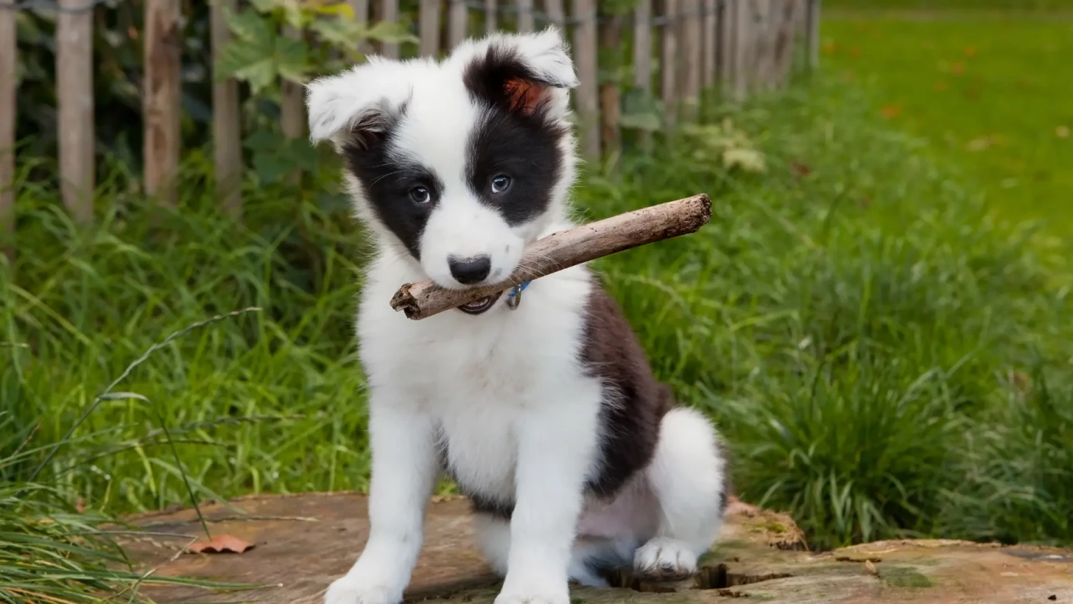 Est-ce que le Border Collie aboie beaucoup ou seulement dans certaines situations précises ?