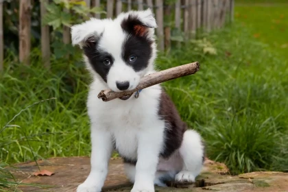 Est-ce que le Border Collie aboie beaucoup ou seulement dans certaines situations précises ?