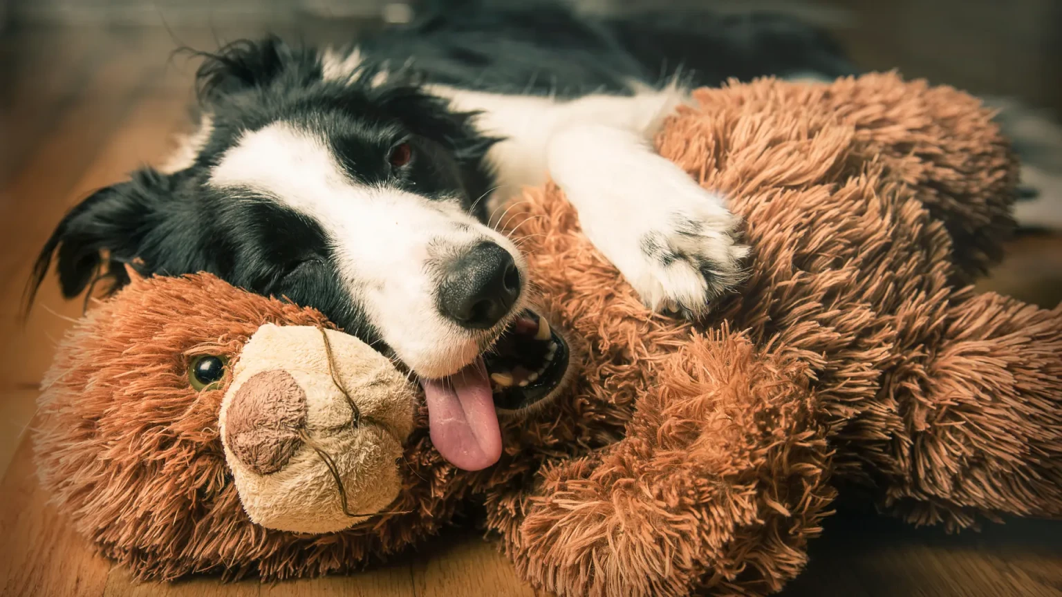 Quel est le vrai coût d’un border collie sur une année complète ?