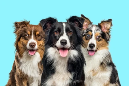 Quel budget mensuel faut-il prévoir pour un Border Collie en 2026 ?