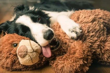 Quel est le vrai coût d’un border collie sur une année complète ?