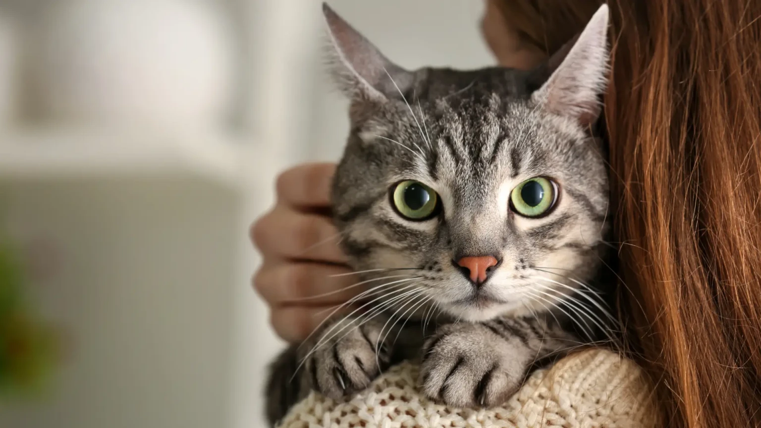 6 chats qui sont aussi fidèles qu’un chien et créent un lien exceptionnel avec leur humain