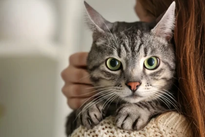 6 chats qui sont aussi fidèles qu’un chien et créent un lien exceptionnel avec leur humain