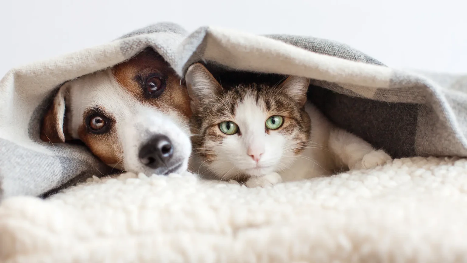 9 races de chats qui protègent leur famille avec un instinct étonnamment proche de celui des chiens