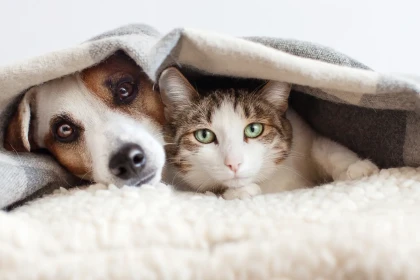 9 races de chats qui protègent leur famille avec un instinct étonnamment proche de celui des chiens