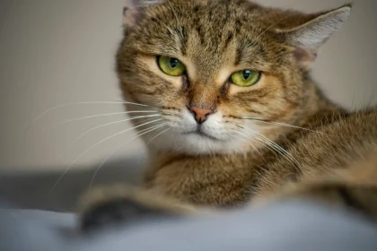 Les 10 races de chat les plus faciles à vivre en appartement