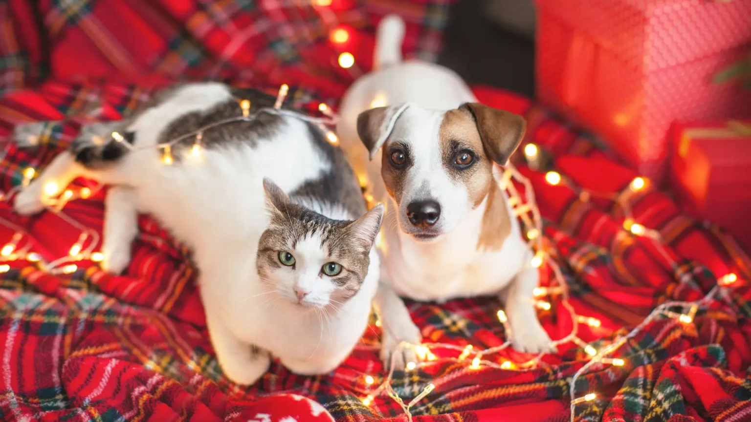 8 races de chats qui aiment jouer comme des chiens et ne se lassent jamais de l’interaction