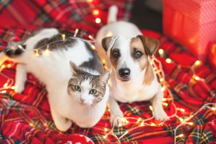 8 races de chats qui aiment jouer comme des chiens et ne se lassent jamais de l’interaction