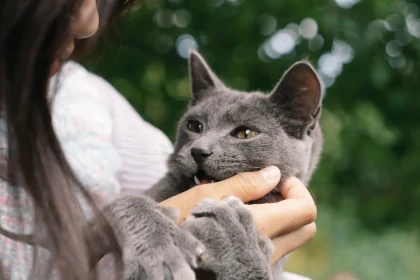 10 races de chats qui s’attachent à leur maître avec la loyauté d’un chien