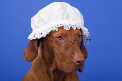 Quel chien adopter à partir de 60 ans pour éviter les contraintes physiques ?