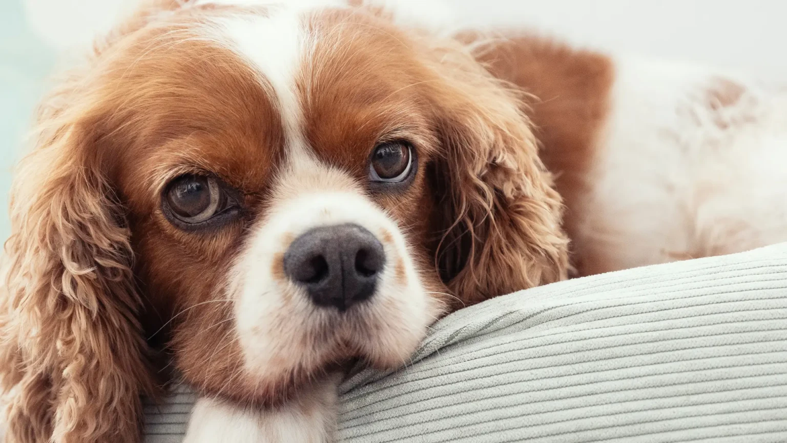 9 races de chien qui sont incapables de rester longtemps seules sans montrer des signes d’angoisse