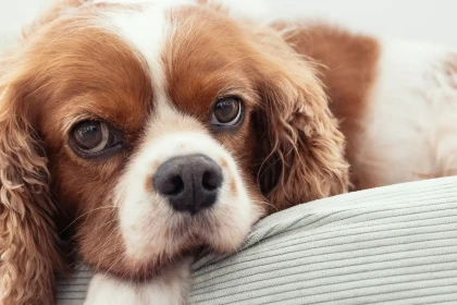 9 races de chien qui sont incapables de rester longtemps seules sans montrer des signes d’angoisse