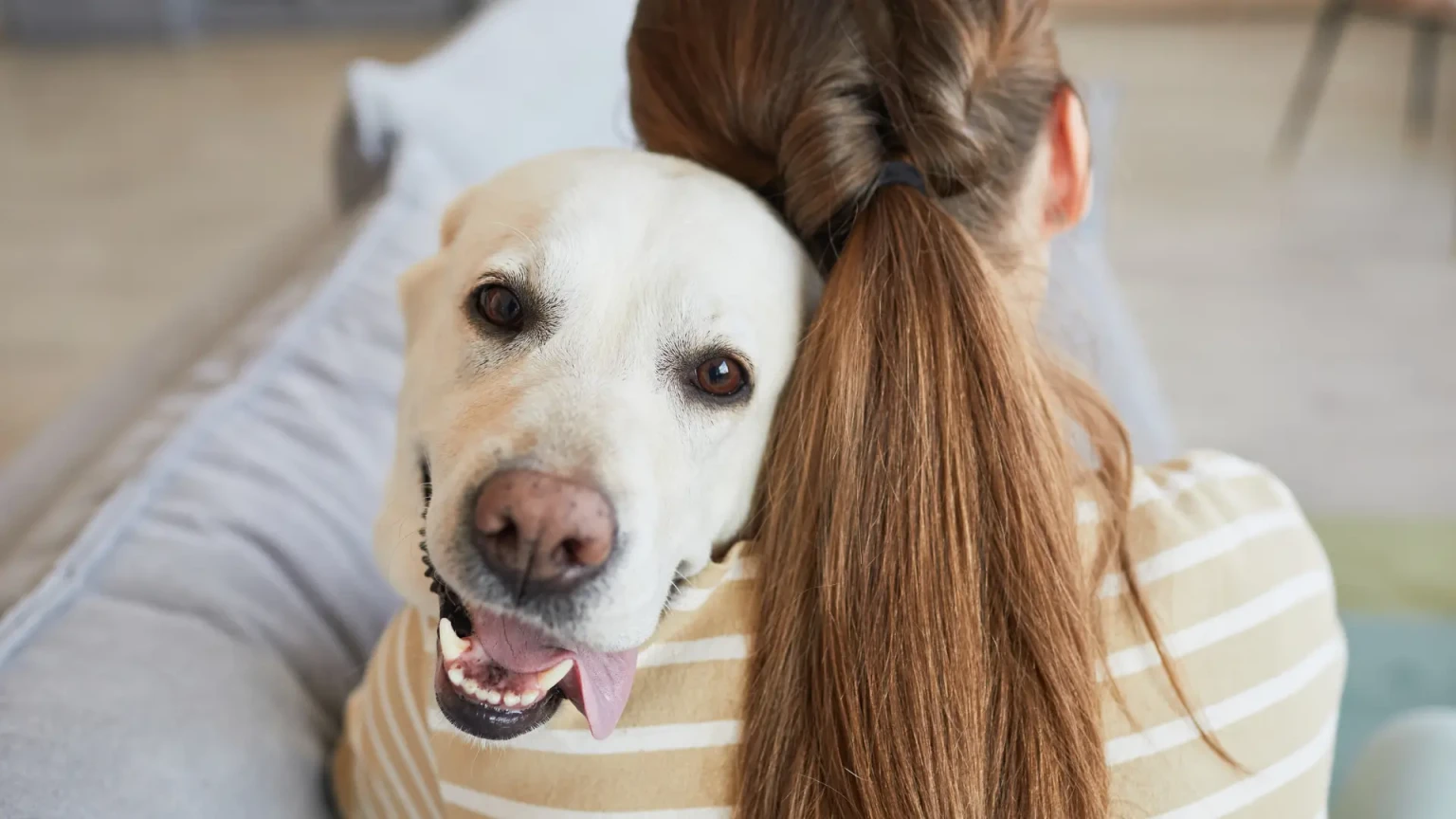 8 races de chiens qui s’attachent profondément à une seule personne dans la famille