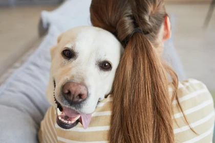 8 races de chiens qui s’attachent profondément à une seule personne dans la famille