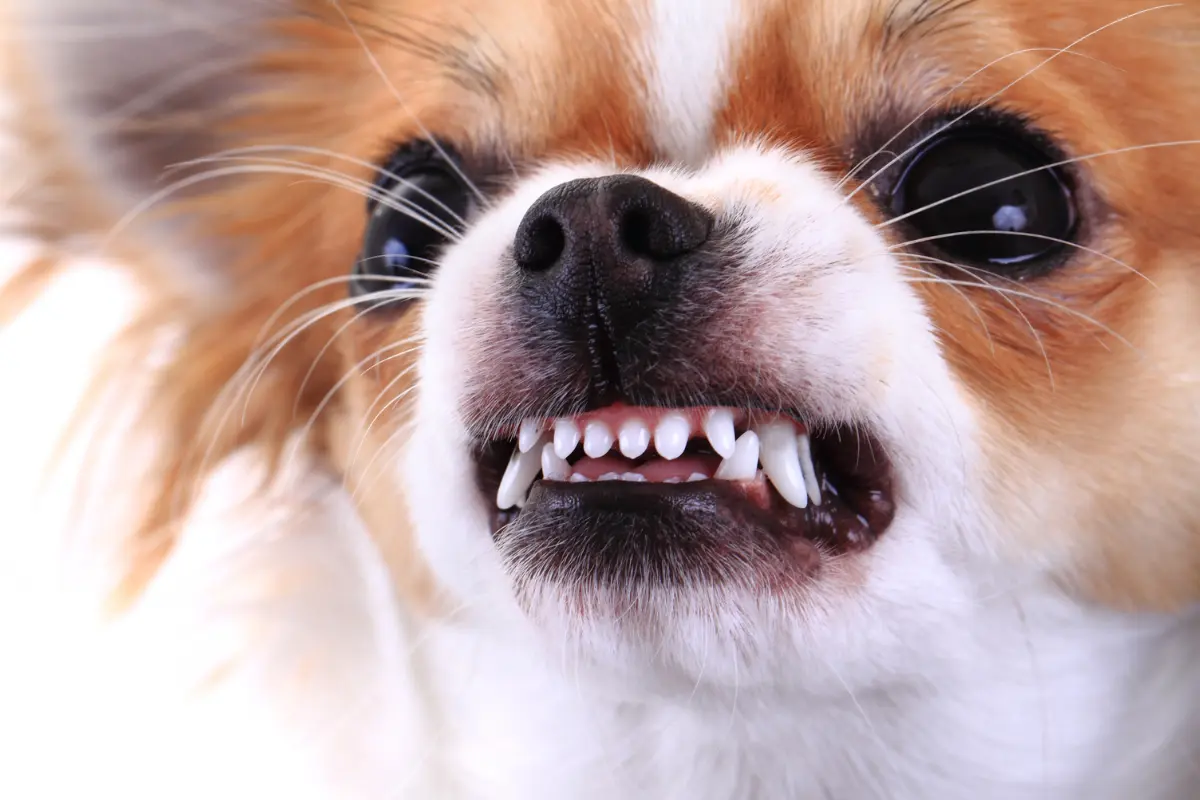 Quel est le chien qui attaque le plus souvent l’être humain selon les statistiques ?