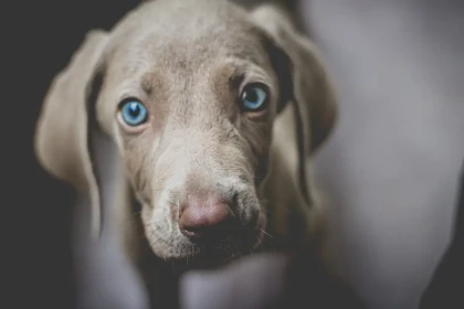 11 chiens qui comprennent immédiatement quand leur maître est triste ou stressé