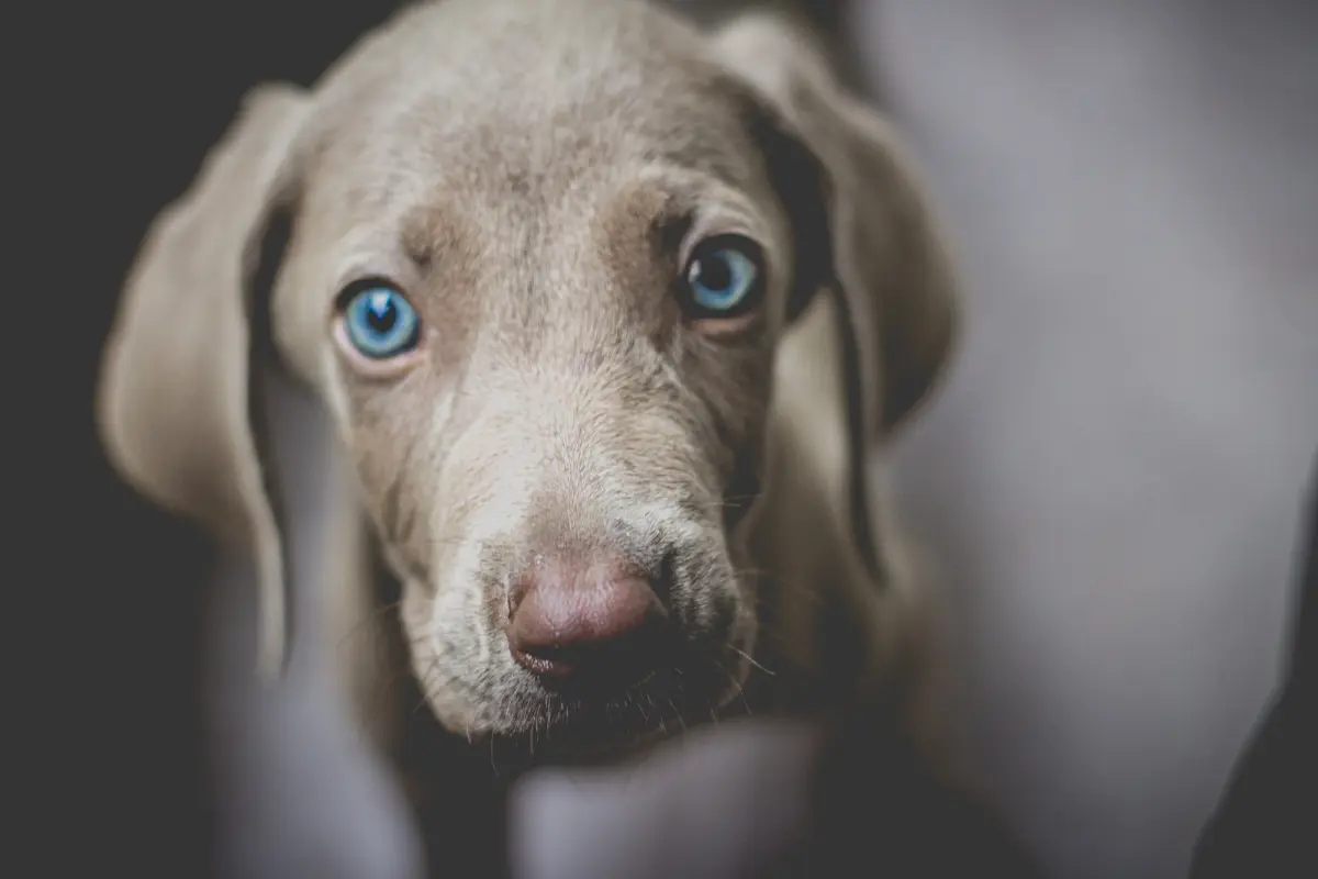 11 chiens qui comprennent immédiatement quand leur maître est triste ou stressé