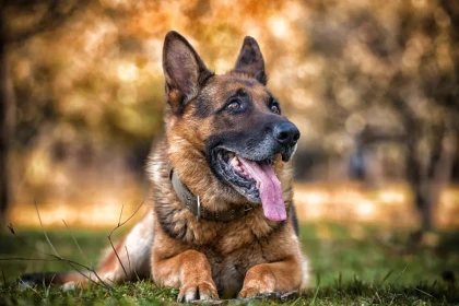 8 chiens qui protègent naturellement leur famille, même sans dressage