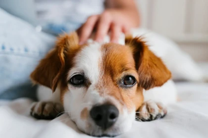 9 races de chiens qui préfèrent dormir collées à leur famille plutôt qu’à l’écart