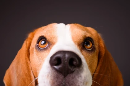 Les chiens comprennent-ils vraiment nos émotions mieux que certains humains ?