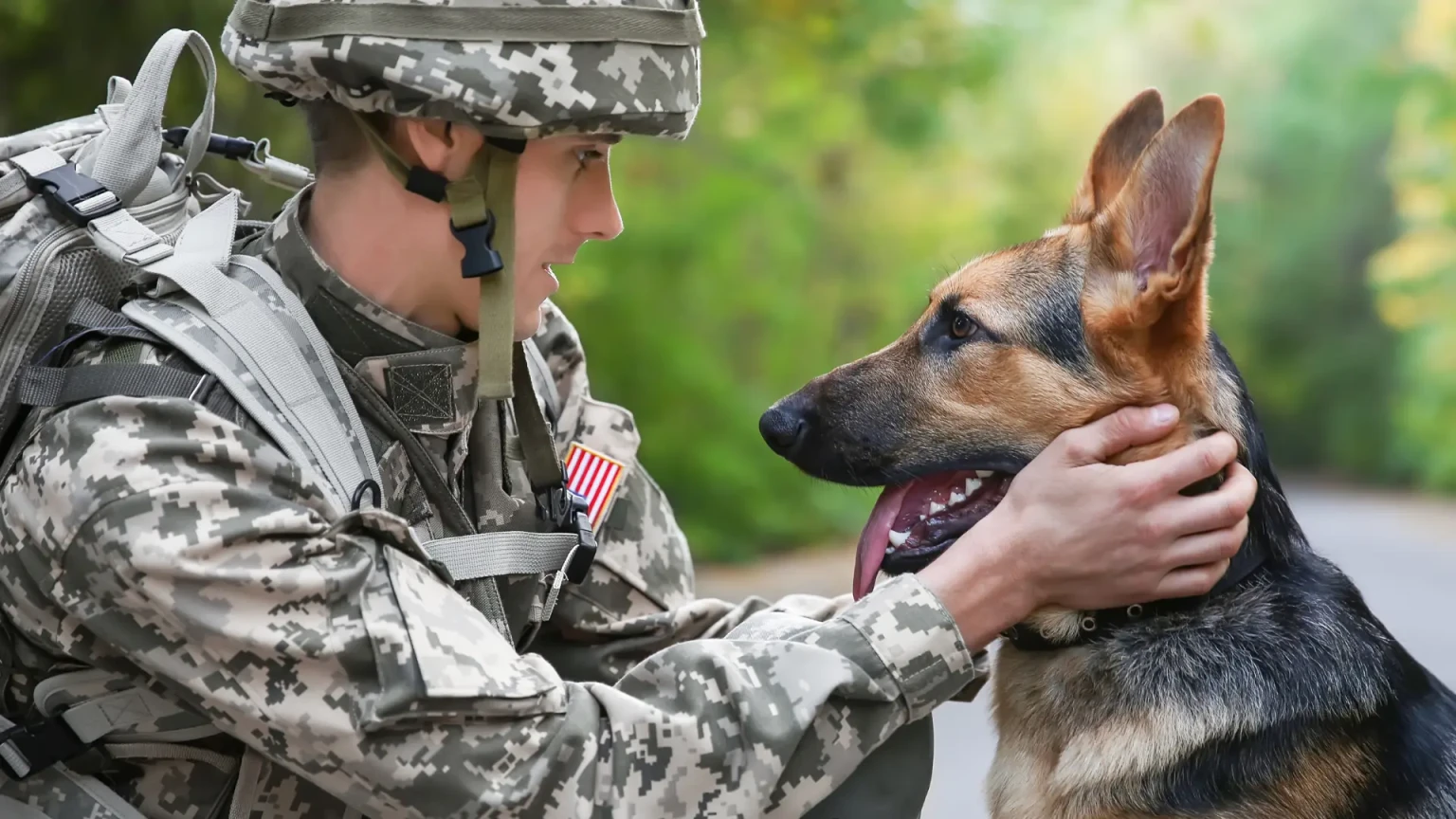 10 chiens qui montrent une fidélité impressionnante tout au long de leur vie