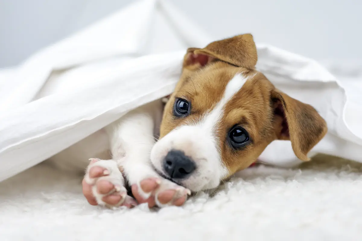 9 chiens qui établissent un lien fusionnel dès les premiers jours d’adoption