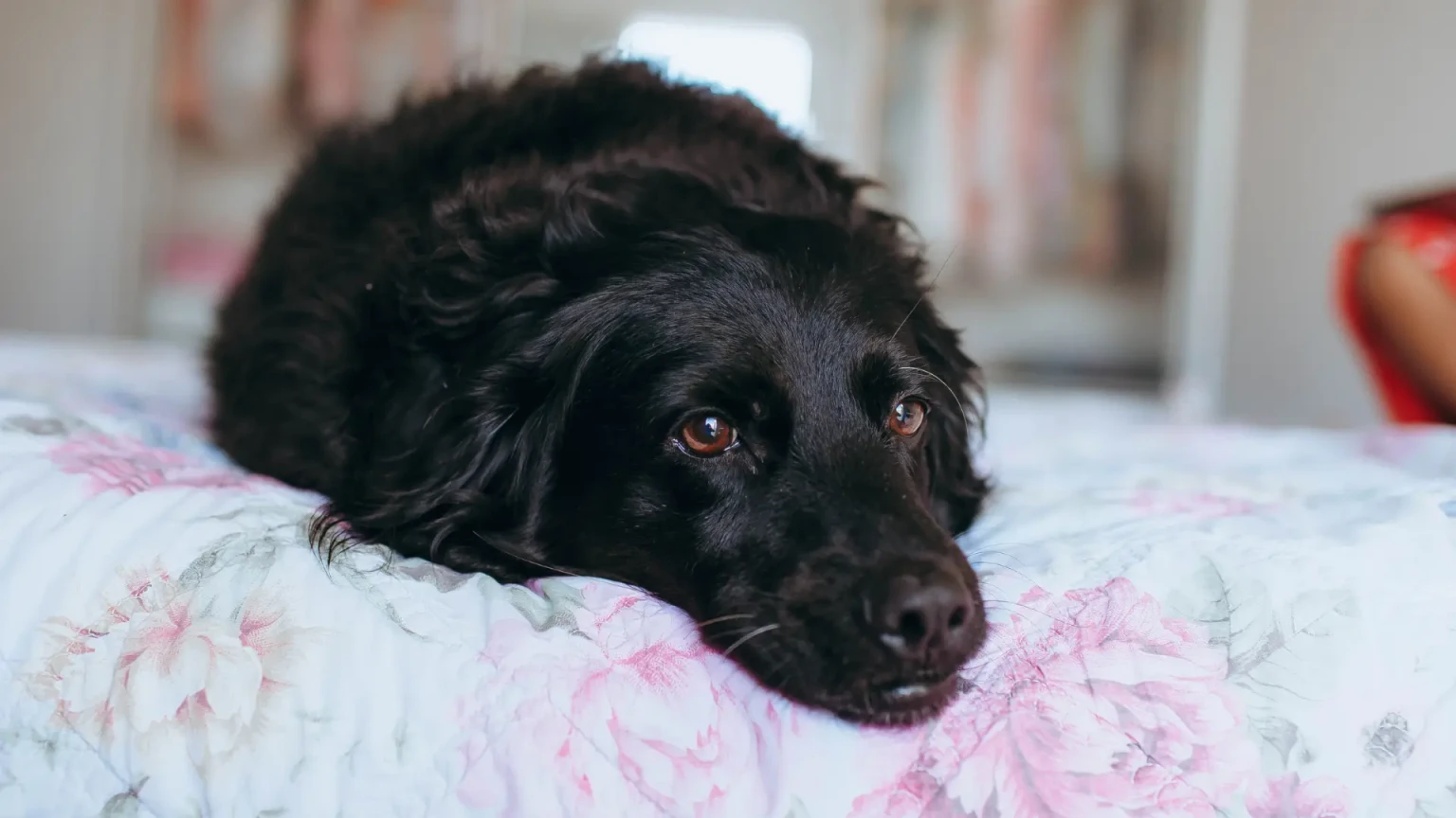 11 races de chiens qui deviennent vite malheureuses si leur routine familiale change