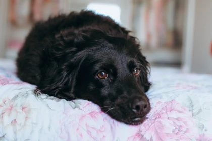 11 races de chiens qui deviennent vite malheureuses si leur routine familiale change