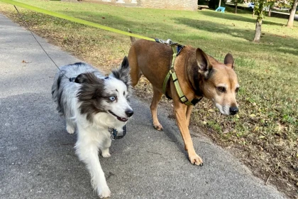 Top 10 des chiens les plus adaptés à la vie en ville