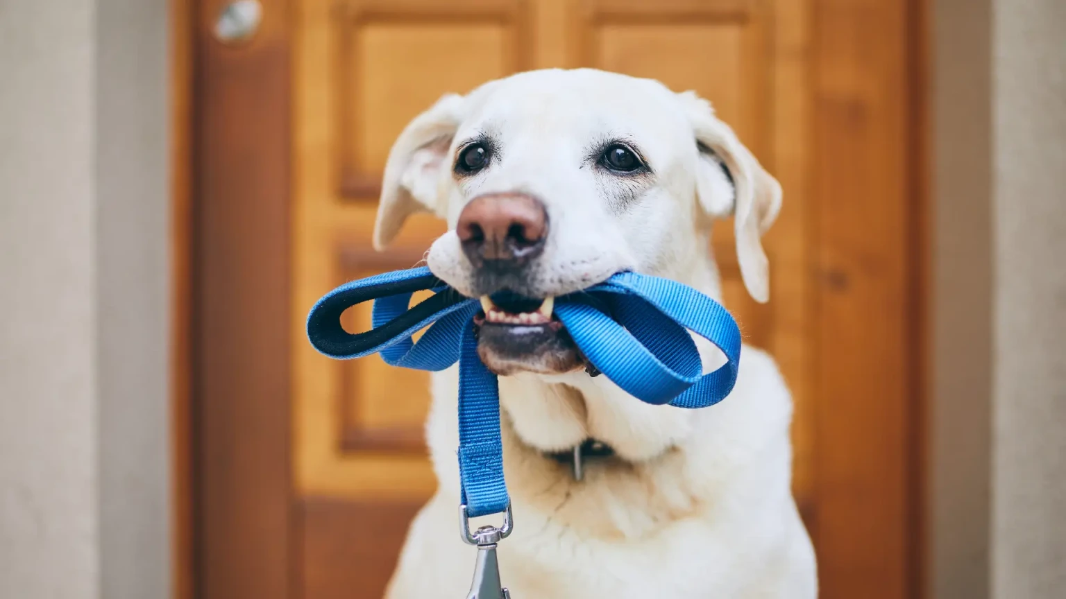 À quelle heure un chien doit-il faire son dernier pipi le soir pour éviter les accidents ?