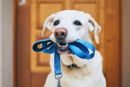 À quelle heure un chien doit-il faire son dernier pipi le soir pour éviter les accidents ?
