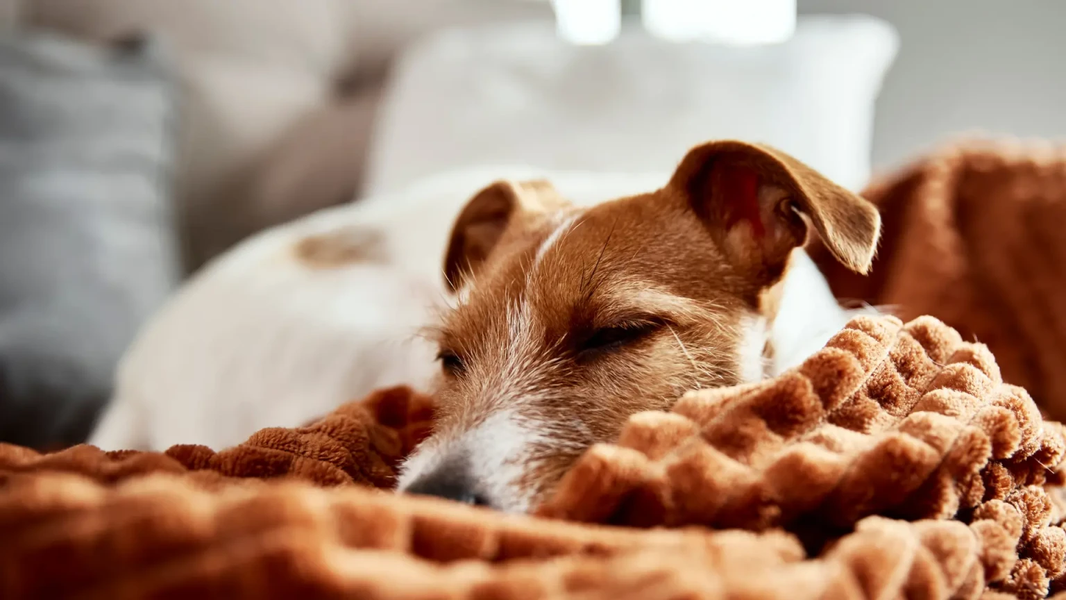 Quel chien choisir quand on travaille toute la journée hors de la maison ?