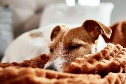 Quel chien choisir quand on travaille toute la journée hors de la maison ?