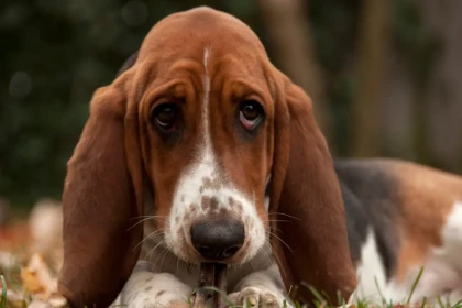 8 chiens qui supportent mal la solitude : ce qu’il faut absolument savoir avant d’adopter