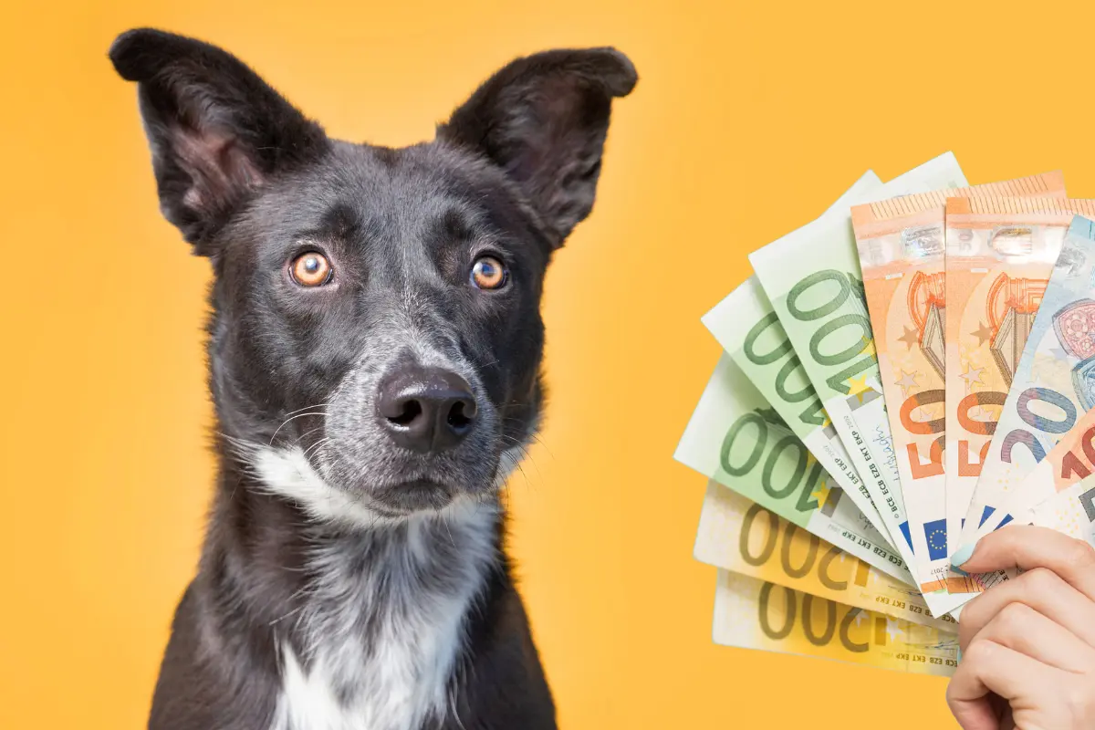 Texte: Quelle taxe ou quels frais officiels doit-on encore payer pour son chien selon les communes ?