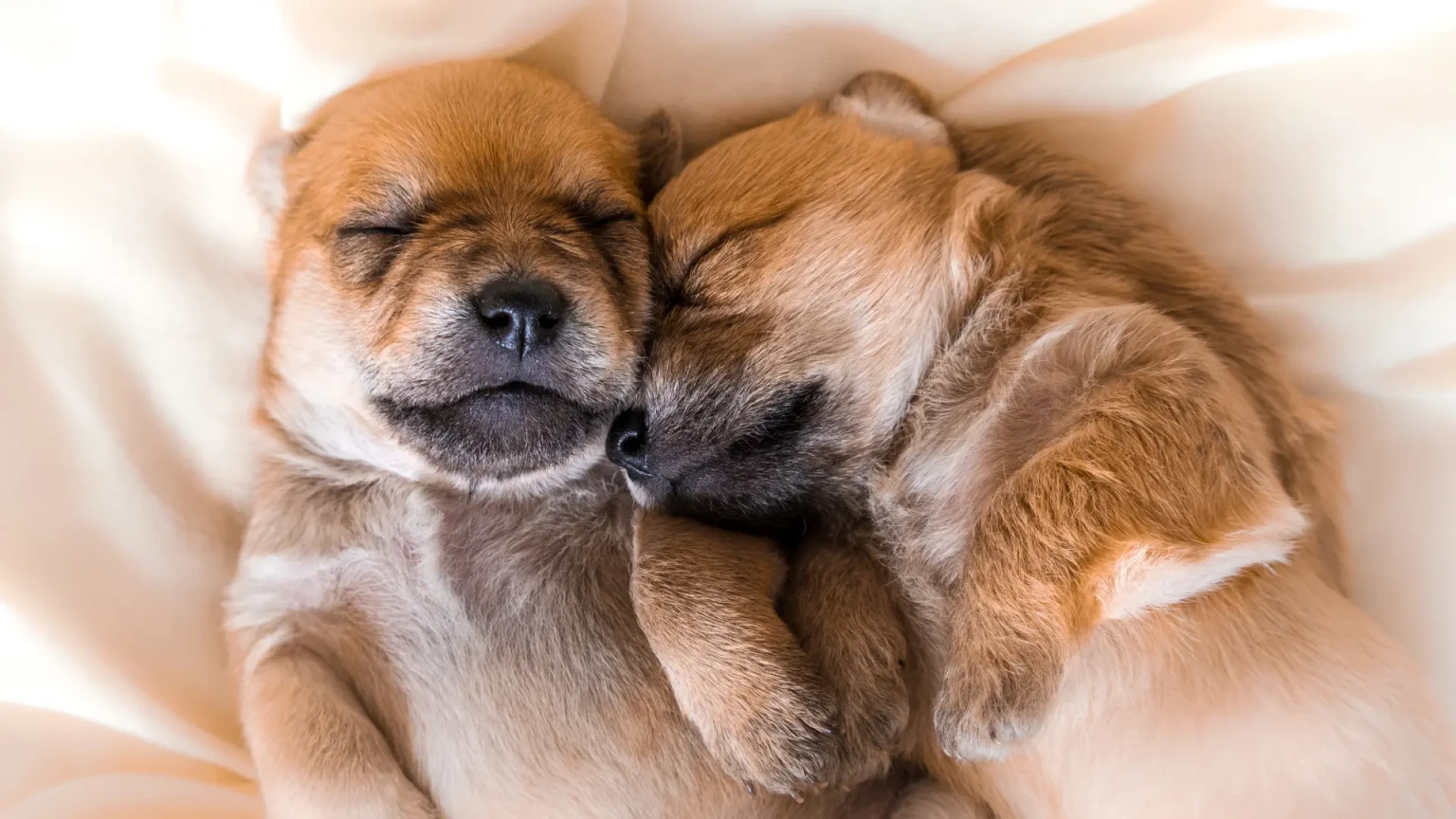 7 races très affectueuses mais méconnues qui adorent la vie de famille