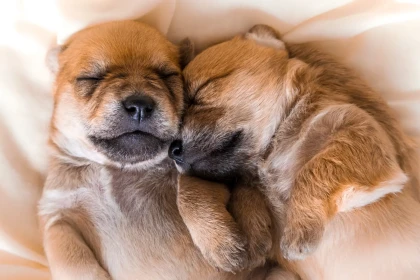 7 races très affectueuses mais méconnues qui adorent la vie de famille