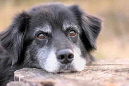 À quel âge un chien commence-t-il réellement à devenir vieux ?