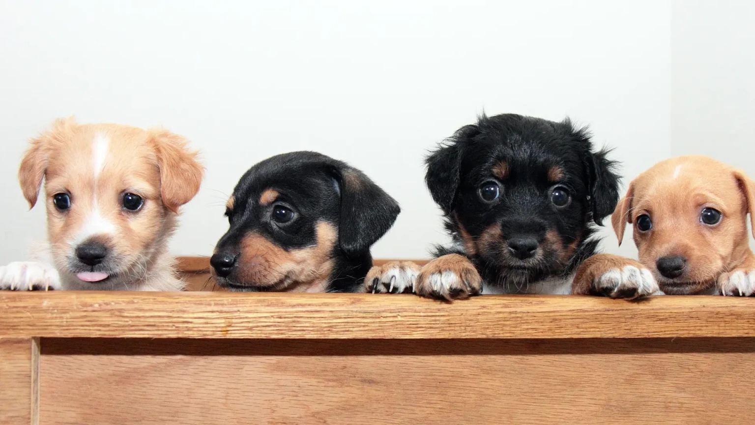 Les 10 races de chiens qui vivent le plus longtemps en 2026