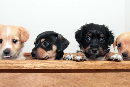 Les 10 races de chiens qui vivent le plus longtemps en 2026