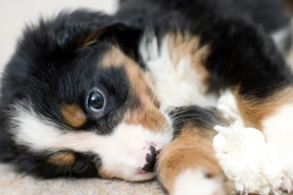 8 races de chiens qui développent un attachement exceptionnel dès le plus jeune âge