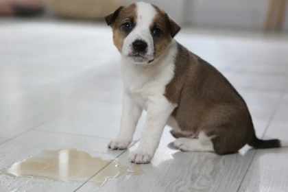 À quelle heure un chiot doit-il faire son dernier pipi le soir pour passer une bonne nuit ?