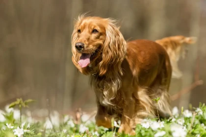 Est-ce que le Cocker a tendance à être fugueur et comment sécuriser le jardin ?