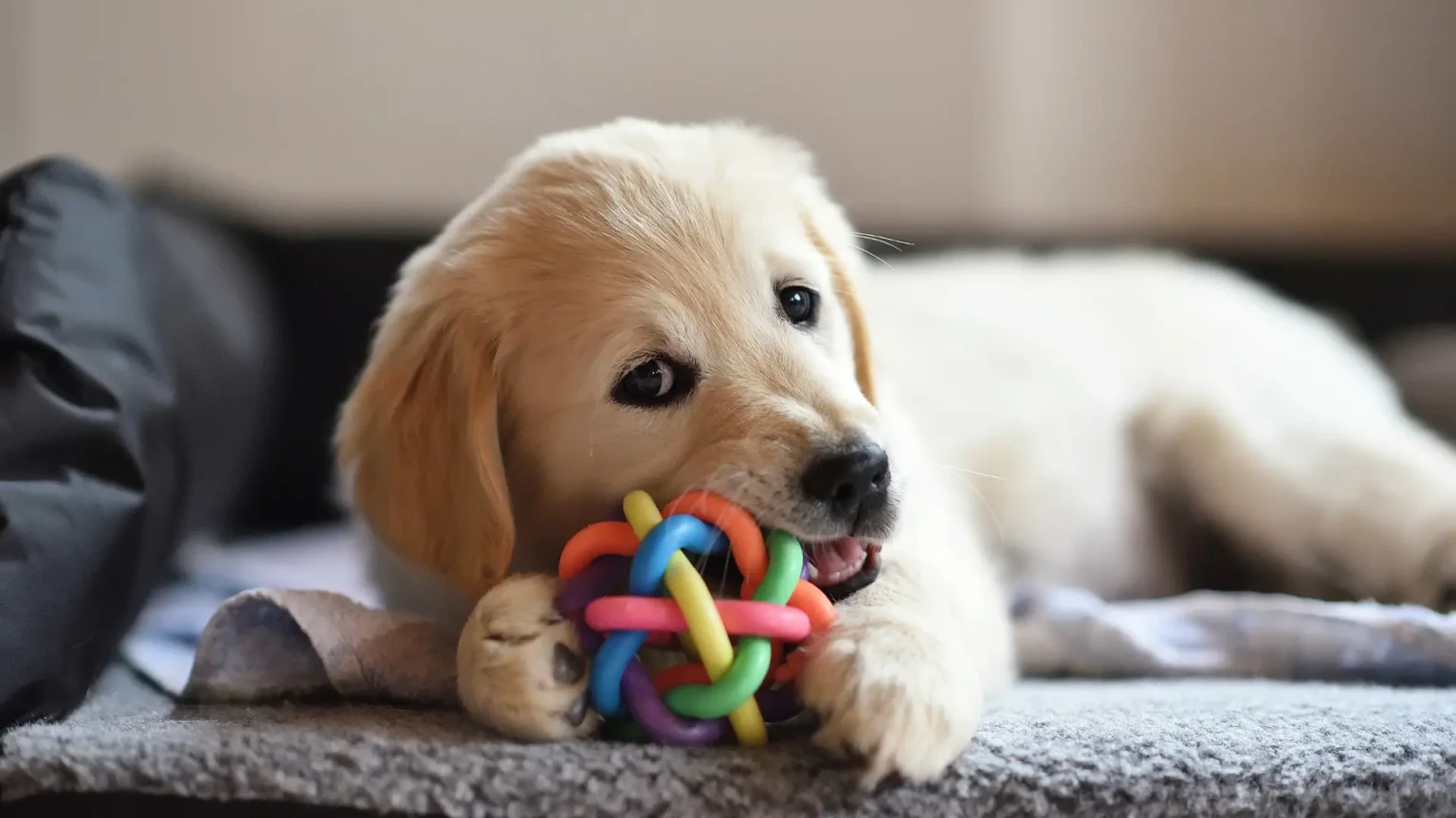 Est-ce qu’un Golden Retriever peut réellement rester seul sans développer d’anxiété ?