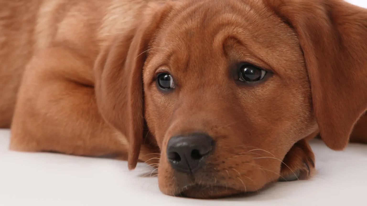 8 races de chiens très sensibles à l’absence de leur maître