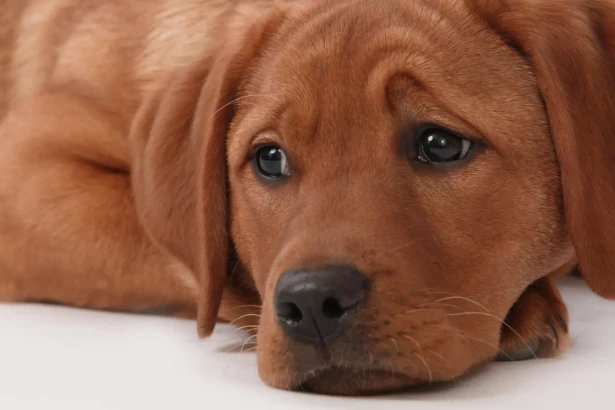 8 races de chiens très sensibles à l’absence de leur maître