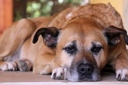 8 races de chiens qui souffrent quand ils sont seuls loin de leur maître