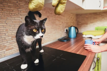 Pourquoi mon chat fait des dégâts en mon absence ?